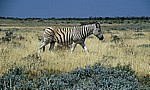Steppenzebra (Equus quagga) - Etosha Nationalpark