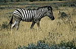 Steppenzebra (Equus quagga) - Etosha Nationalpark