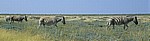 Steppenzebras (Equus quagga) - Etosha Nationalpark