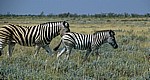 Steppenzebras (Equus quagga) - Etosha Nationalpark