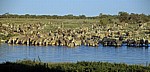 Okaukuejo-Wasserloch: Steppenzebras (Equus quagga) - Etosha Nationalpark
