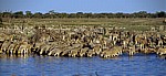 Okaukuejo-Wasserloch: Steppenzebras (Equus quagga) - Etosha Nationalpark