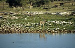 Okaukuejo-Wasserloch: Steppenzebras (Equus quagga) - Etosha Nationalpark