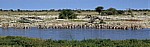 Okaukuejo-Wasserloch: Steppenzebras (Equus quagga) - Etosha Nationalpark