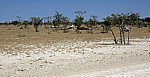 Märchenwald (Sprookieswoud) - Etosha Nationalpark