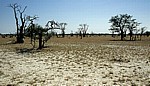 Märchenwald (Sprookieswoud): Moringa ovalifolia - Etosha Nationalpark