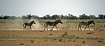 Steppenzebras (Equus quagga) - Etosha Nationalpark