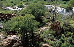 Baobabs / Afrikanische Affenbrotbäume (Adansonia digitata) - Kunene