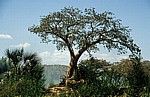 Baobab / Afrikanischer Affenbrotbaum (Adansonia digitata). - Kunene