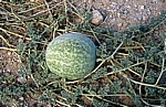 Namib: Tsamma-Melone (Citrullus lanatus) - Erongo