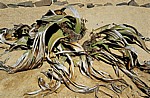 Welwitschia-Drive: Welwitschia (Welvitischa mirabilis, männlich) - Namib