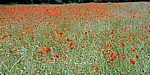 Klatschmohn (Papaver rhoeas) - Norfolk