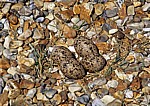 Blakeney National Nature Reserve: Gelege eines Austernfischers (Haematopus ostralegus) - Norfolk