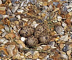 Blakeney National Nature Reserve: Gelege eines Austernfischers (Haematopus ostralegus) - Norfolk
