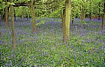 Speke Hall: Atlantische Hasenglöckchen (Hyacinthoides non-scripta) - Liverpool