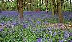 Speke Hall: Atlantische Hasenglöckchen (Hyacinthoides non-scripta) - Liverpool