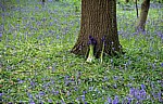 Speke Hall: Atlantische Hasenglöckchen (Hyacinthoides non-scripta) - Liverpool
