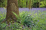 Speke Hall: Atlantische Hasenglöckchen (Hyacinthoides non-scripta) - Liverpool