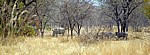Whovi Wild Area: Breitmaulnashörner (Ceratotherium simum) zwischen den Bäumen - Matopos National Park