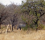 Whovi Wild Area: Breitmaulnashorn (Ceratotherium simum) - Matopos National Park