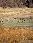 Whovi Wild Area: Impalas (Aepyceros melampus) - Matopos National Park