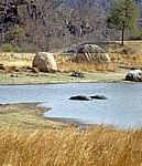Whovi Wild Area: Flußpferde (Hippopotamus amphibius) - Matopos National Park