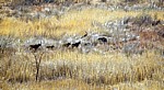 Whovi Wild Area: Rappenantilopen (Hippotragus niger) - Matopos National Park