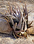 Whovi Wild Area: Echte Aloe (Aloe vera) - Matopos National Park