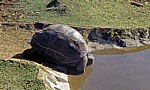 Sir Seewoosagur Ramgoolam Botanical Garden (Pamplemousses Botanical Garden): Seychellen-Riesenschildkröte (Aldabrachelys - Pamplemousses