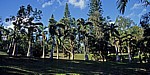 Sir Seewoosagur Ramgoolam Botanical Garden (Pamplemousses Botanical Garden): Vegetation - Pamplemousses