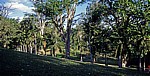 Sir Seewoosagur Ramgoolam Botanical Garden (Pamplemousses Botanical Garden): Vegetation - Pamplemousses