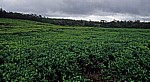 Teeplantage - Savanne District
