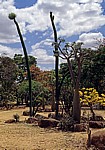 National Botanic Garden: Vegetation - Harare