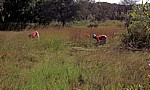 Frauen bei der Feldarbeit - Masvingo Province