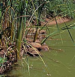 Mukuvisi Woodlands: Pelomedusenschildkröten (Pelomedusidae) - Harare