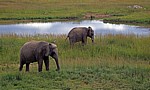 Mukuvisi Woodlands: Afrikanische Elefanten (Loxodonta africana) - Harare