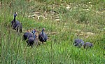 Mukuvisi Woodlands: Helmperlhühner (Numida meleagris) - Harare