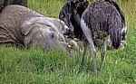 Mukuvisi Woodlands: Afrikanischer Elefant (Loxodonta africana) und Afrikanischer Strauß (Struthio camelus) - Harare