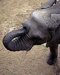 Mukuvisi Woodlands: Afrikanischer Elefant (Loxodonta africana) - Harare