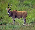 Mukuvisi Woodlands: Elenantilope (Eland, Taurotragus oryx) - Harare
