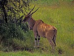 Mukuvisi Woodlands: Elenantilope (Eland, Taurotragus oryx) - Harare