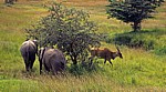 Mukuvisi Woodlands: Afrikanische Elefanten (Loxodonta africana) jagen eine Elenantilope (Eland, Taurotragus oryx) - Harare