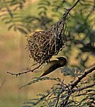 Mukuvisi Woodlands: Webervogel (Ploceidae) beim Nestbau - Harare