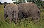 Mukuvisi Woodlands: Afrikanische Elefanten (Loxodonta africana) von hinten - Harare