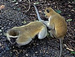 Grüne Meerkatzen (Chlorocebus) - Victoriafälle