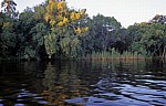 Uferbewuchs spiegelt sich im Zambezi - Victoria Falls National Park