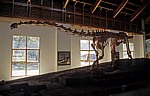 Cultural & Museum Centre Karonga (CMCK): Malawisaurus - Karonga