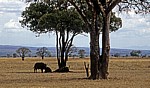 Afrikanische Büffel (Kaffernbüffel, Syncerus caffer) im Schatten eines Baumes - Mikumi Nationalpark