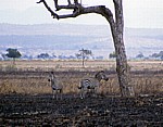 Steppenzebras (Equus quagga) auf kürzlich abgebrannter Steppe - Mikumi Nationalpark
