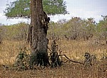 Paviane (Papio) neben und auf einem Baum - Mikumi Nationalpark